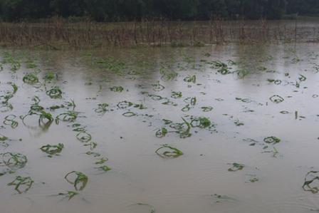Vũ Quang: Mưa lớn khiến hơn 384 ha cây trồng vụ hè thu bị thiệt hại nặng