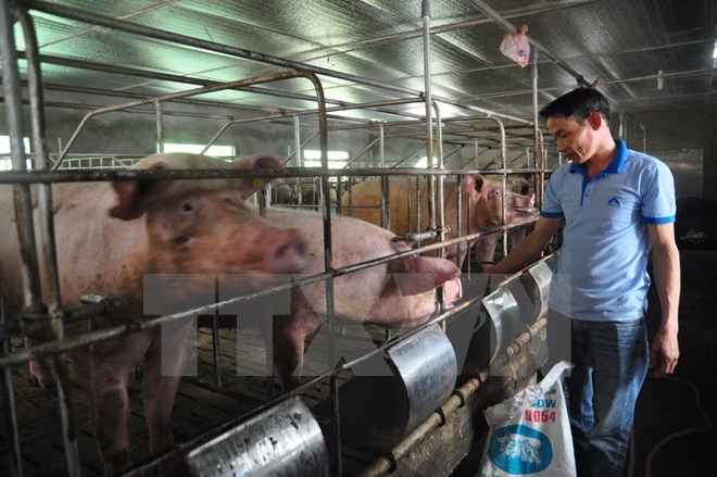 Chỉ được sử dụng kháng sinh trong chăn nuôi khi có kê đơn của bác sĩ thú y