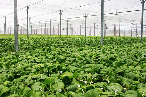 33/63 tỉnh, thành phố có mô hình sản xuất nông nghiệp hữu cơ