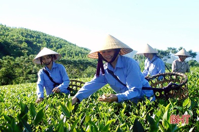 Lan tỏa thành công của dự án phát triển nông nghiệp Hà Tĩnh