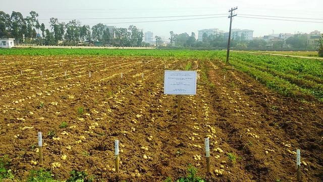 Giống khoai tây KT5 chất lượng cao