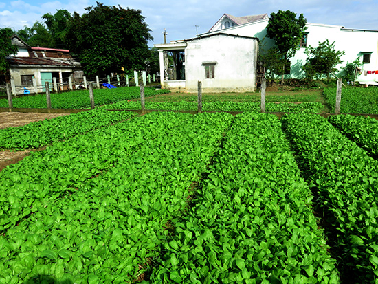 Một góc vùng chuyên canh rau sạch của người dân thôn Quảng Đại 2
