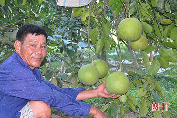 Đặc sản bưởi Phúc Trạch Hà Tĩnh vào mùa
