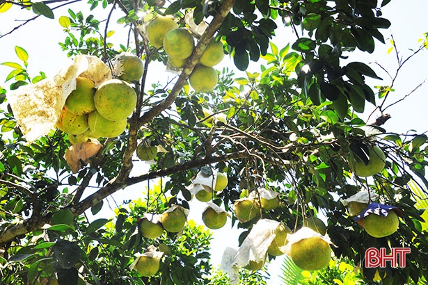 Đặc sản bưởi Phúc Trạch Hà Tĩnh vào mùa