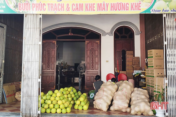 Đặc sản bưởi Phúc Trạch Hà Tĩnh vào mùa
