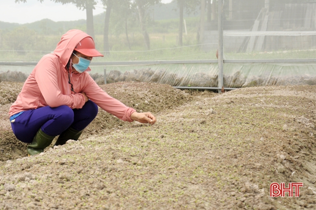 Công nghệ nhà màng “trỗi dậy” trong sản xuất nông nghiệp sạch ở Thạch Hà
