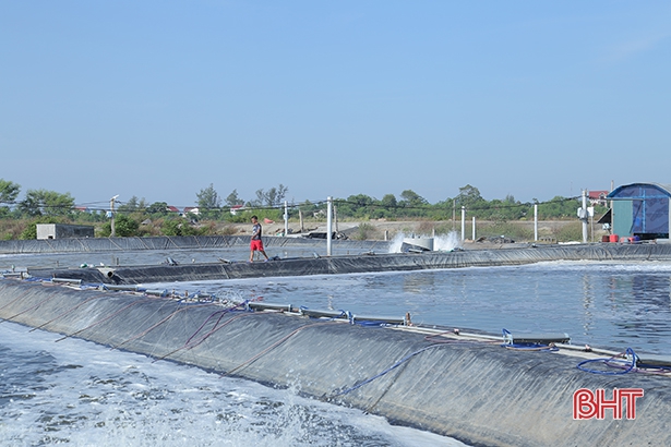 Hà Tĩnh có gần 920 ha nuôi tôm thâm canh công nghệ cao