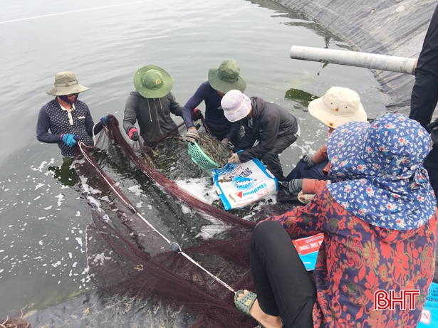 Hà Tĩnh có gần 920 ha nuôi tôm thâm canh công nghệ cao