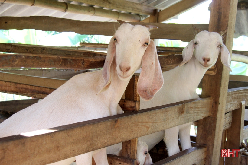Dê Boer mở hướng chăn nuôi mới cho người dân miền núi Hà Tĩnh