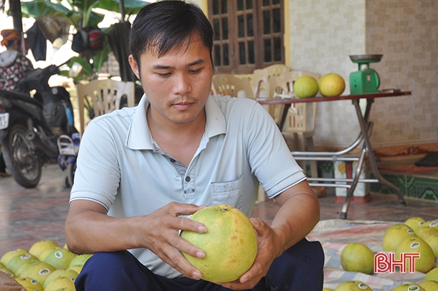 Bưởi Phúc Trạch Hà Tĩnh và giấc mơ xuất ngoại