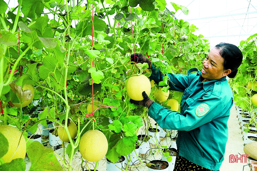 Hà Tĩnh tiến tới nền nông nghiệp hiện đại, thích ứng biến đổi khí hậu