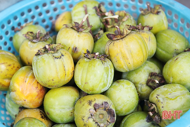 Khôi phục giống hồng ngon nhất Hà Tĩnh