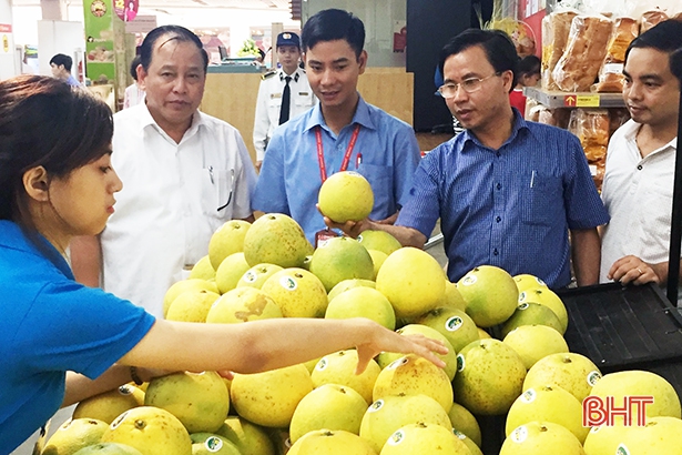 Bưởi Phúc Trạch Hà Tĩnh và giấc mơ xuất ngoại