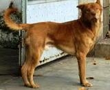 Điều trị bệnh chó bị viêm ruột