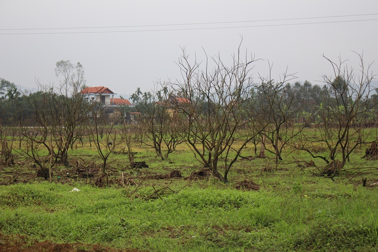 tdam hue6