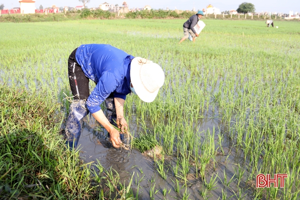 Gần 100 ha lúa bị ốc bươu vàng tấn công, nông dân TX Kỳ Anh chật vật dắm lúa mới