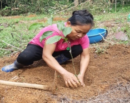 Thanh Hóa: Kết quả bước đầu thực hiện mô hình trồng thâm canh cây giổi ăn hạt bằng cây ghép 1 16