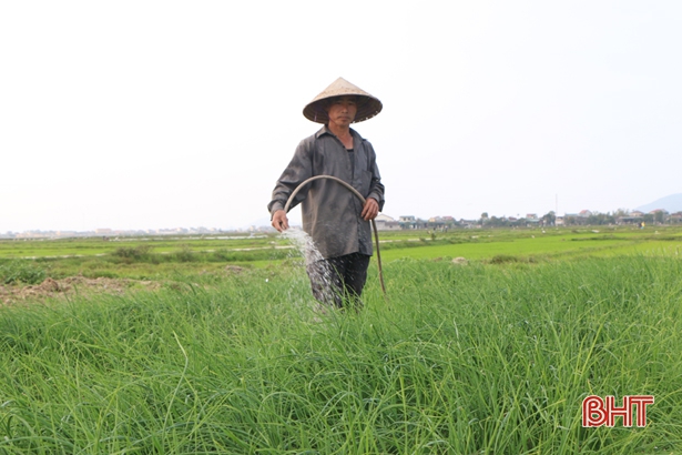 Giá rau xanh “chạm đáy”, nông dân ven đô TP Hà Tĩnh ngậm ngùi dọn đồng