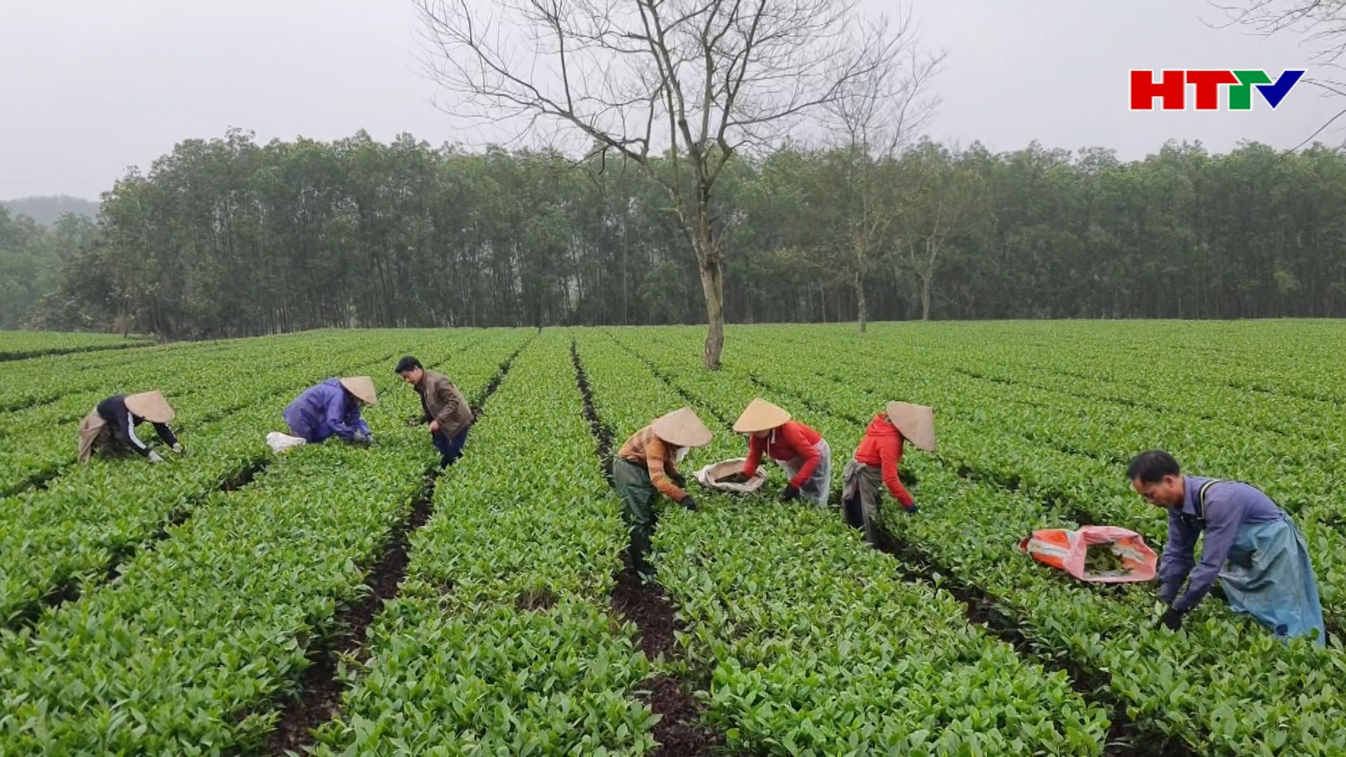 Niềm vui hái lộc đầu năm của người trồng chè Kỳ Anh