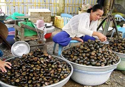 ky thuat nuoi oc nhoi thuong pham