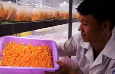Khởi nghiệp từ nuôi đông trùng hạ thảo 1 101
