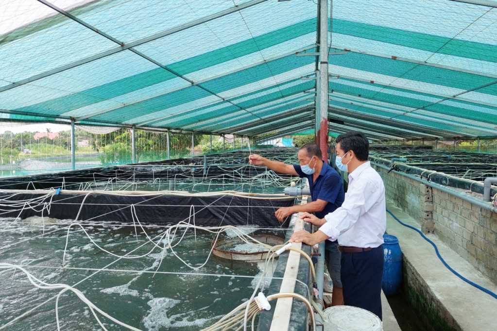 Cựu chiến binh vượt khó, phát triển kinh tế tại Hải Hà 1