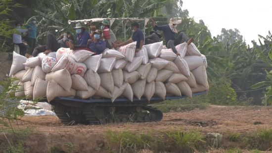 Nông dân Tam Nông thu hoạch hơn 90% diện tích lúa hè thu năm 2021 1 78