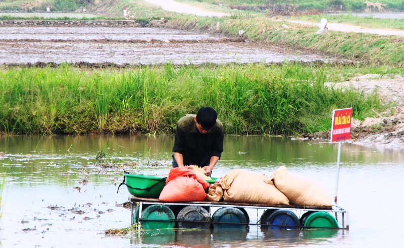 anh luyen gieo sa vu he thu