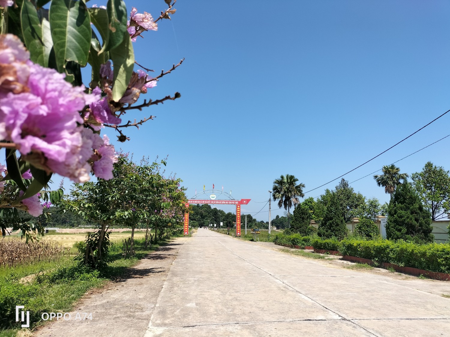 son tra tren duong doi moi