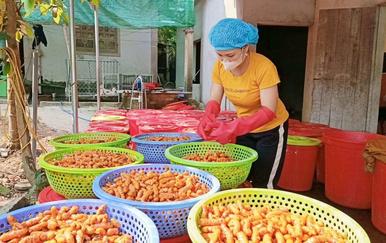Thu Hằng với sản phẩm tinh nghệ được sản xuất đảm bảo an toàn vệ sinh thực phẩm