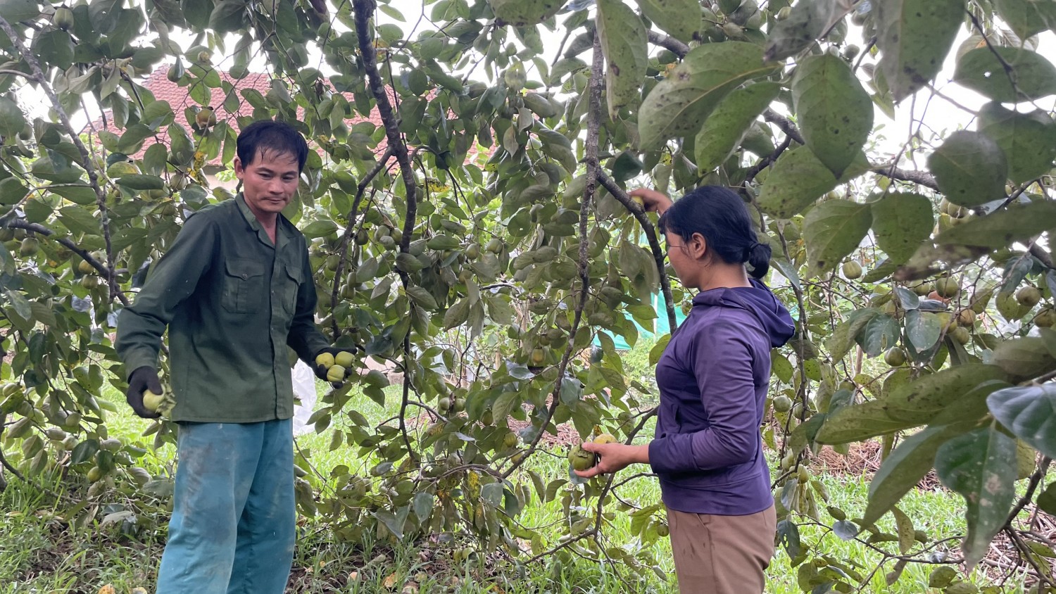 hinh 3 hong thuong ra hoa vao thang gieng va den thang tam am lich thi bat dau thu hoach