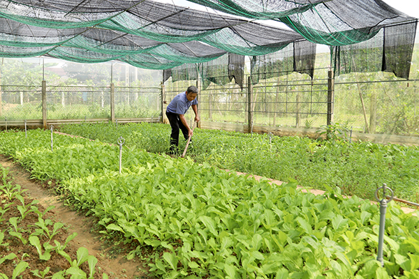 nhung khu vuon mau trong rau sach cua nhan dan dia phuong