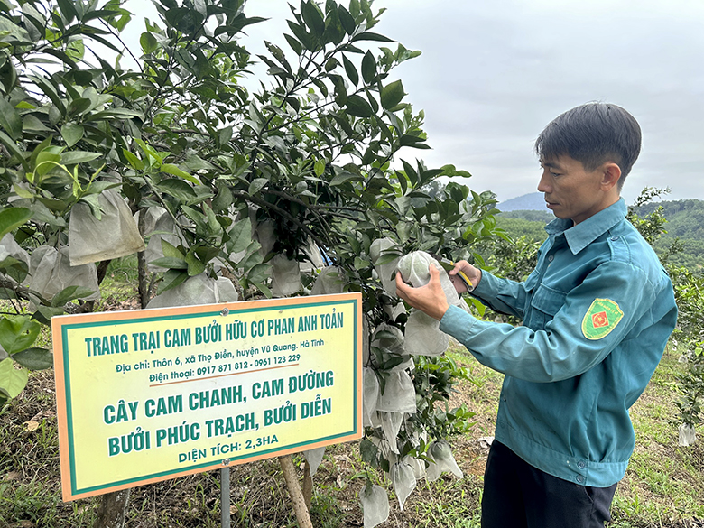 trang trai cam buoi huu co anh phan anh toan