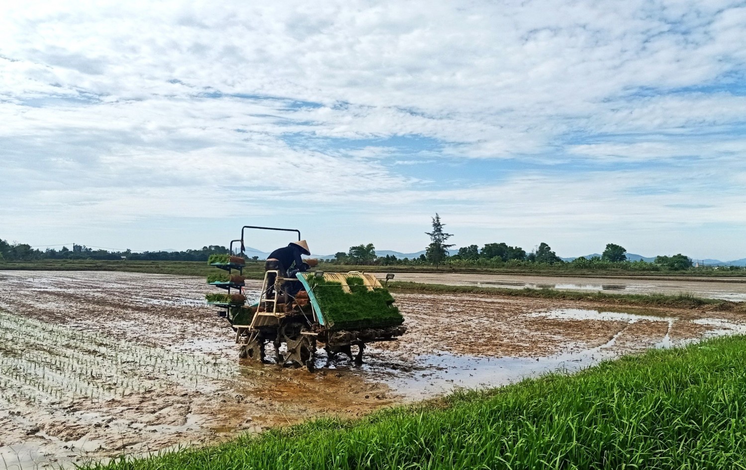 h5 nhung tra ma dau tien dua xuong cay tren canh dong lua huu co tai cam xuyen