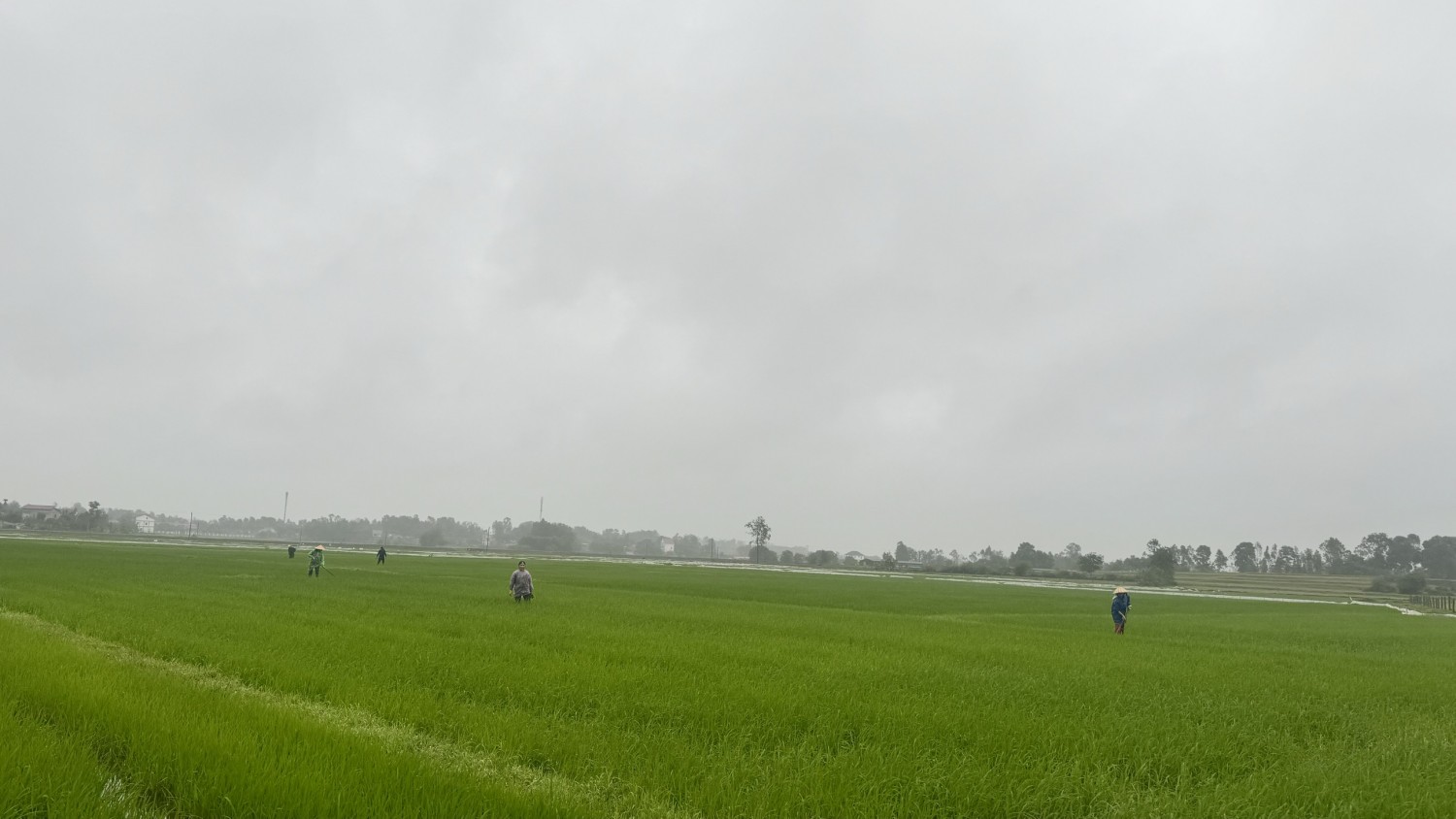 hinh 1du troi mua dam ret buot nhieu nong dan van ra dong dam tia lua