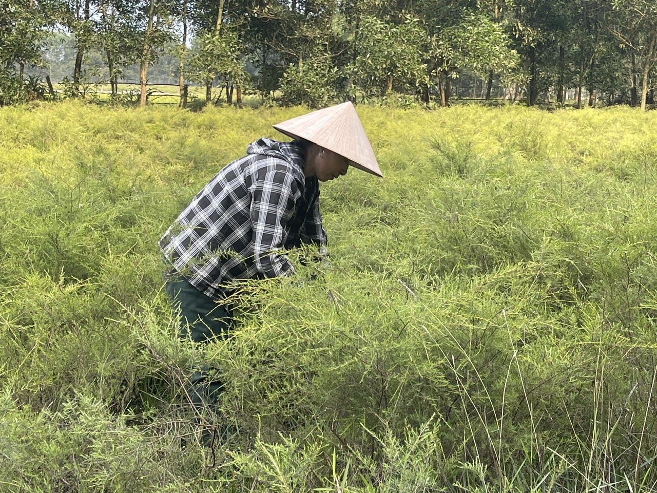 anh 2