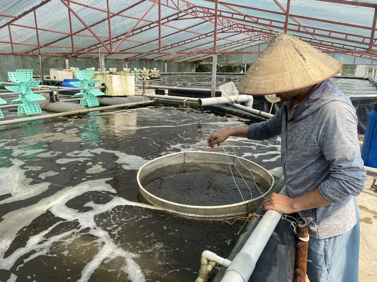 hinh 3 anh ho quang dung ap dung cong nghe cao trong nuoi tom