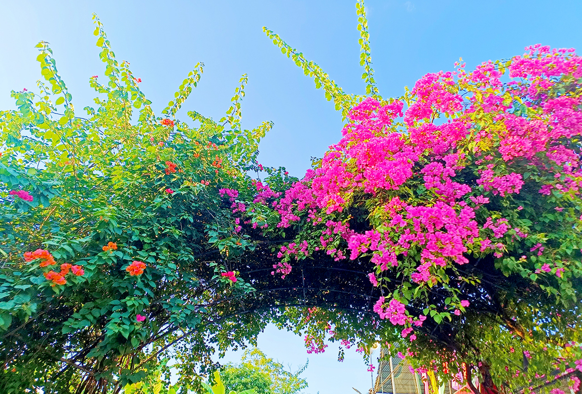 a6nhung vom hoa da tao nen canh sac binh yen dep de