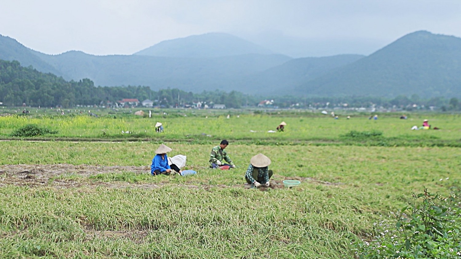 h4 toan xa co 50 ha trong hanh tam