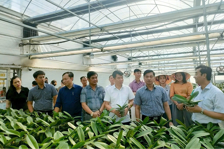anh 1 1 1