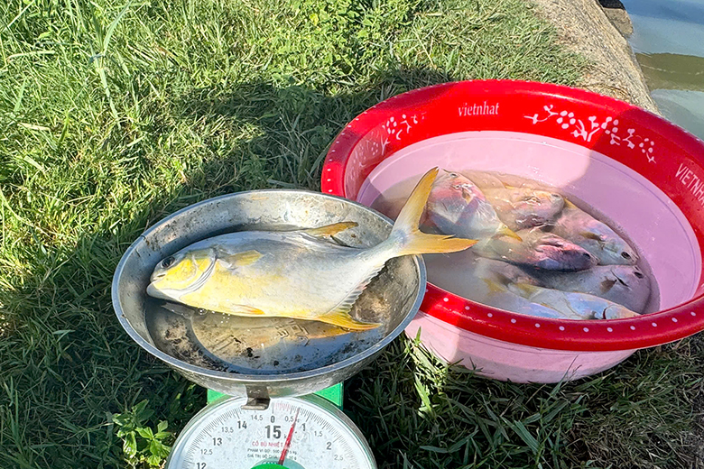 1 ca chim vay vang nuoi theo tieu chuan vietgap dat trong luong trung binh 052kg con sau 5 thang nuoi