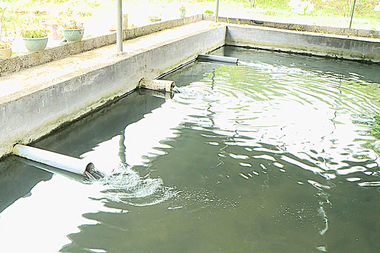 ao nuoi co he thong dan nuoc tuan hoan