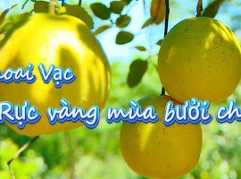 Khoai Vạc – Rực vàng mùa bưởi chín